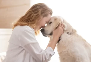 pets cadeirantes