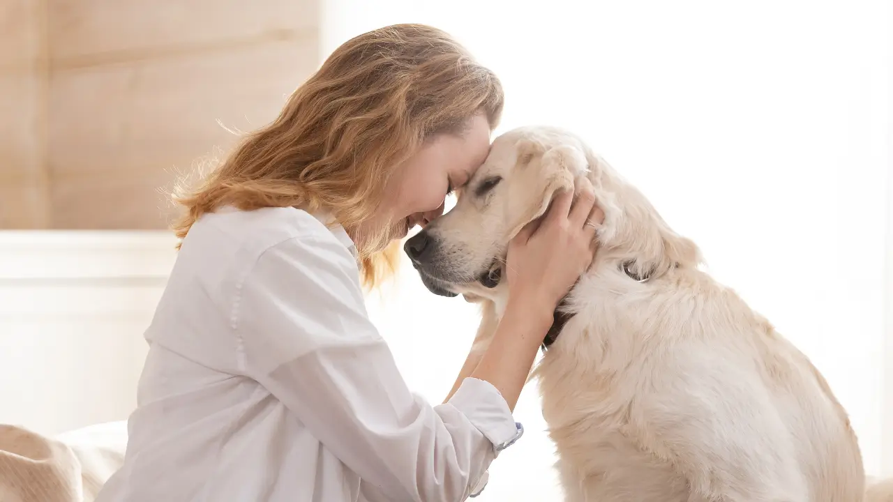 pets cadeirantes