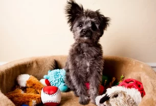 acessório pet