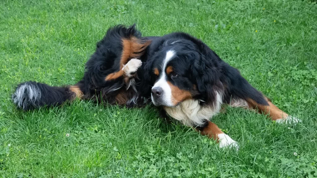 comportamento de cachorro grande
