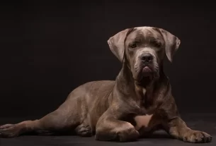 comportamento de cachorro grande