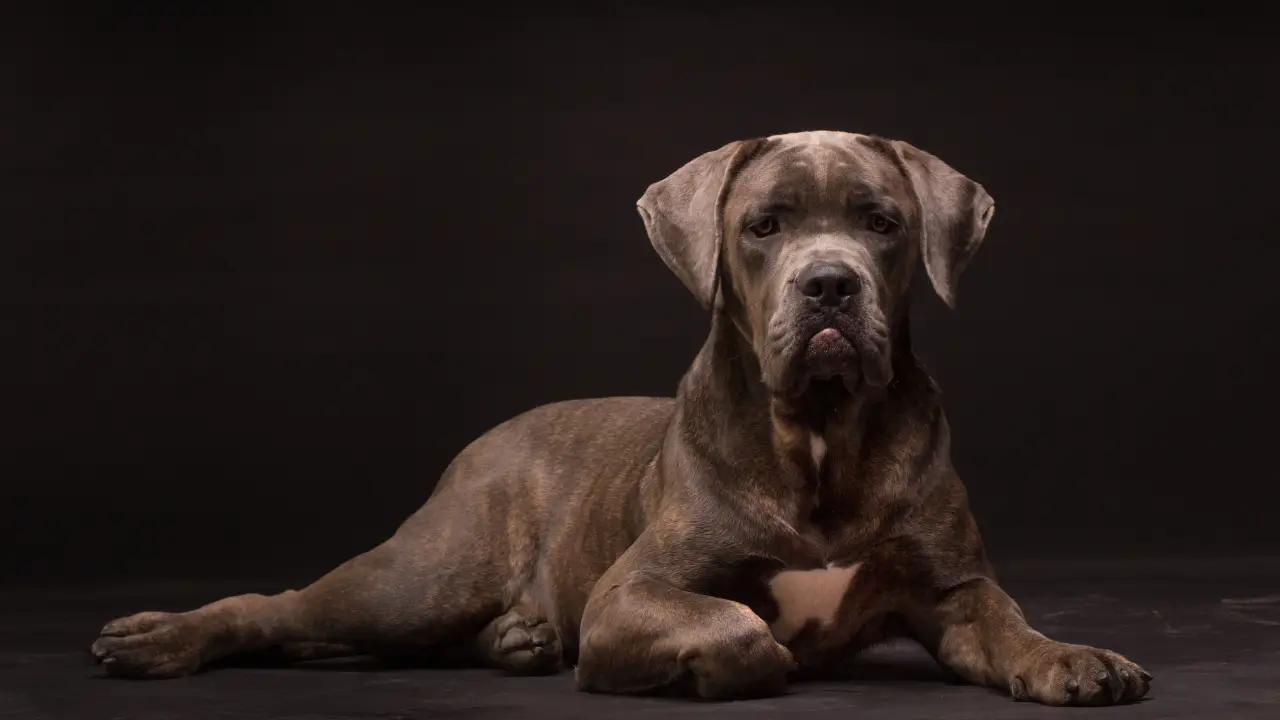 comportamento de cachorro grande
