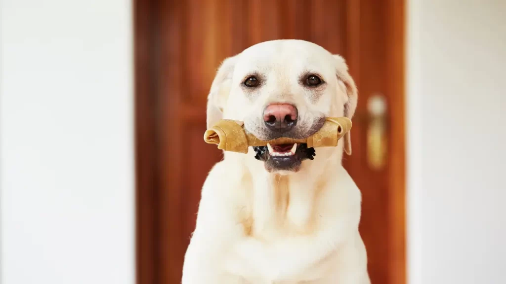 comportamento de cachorro grande