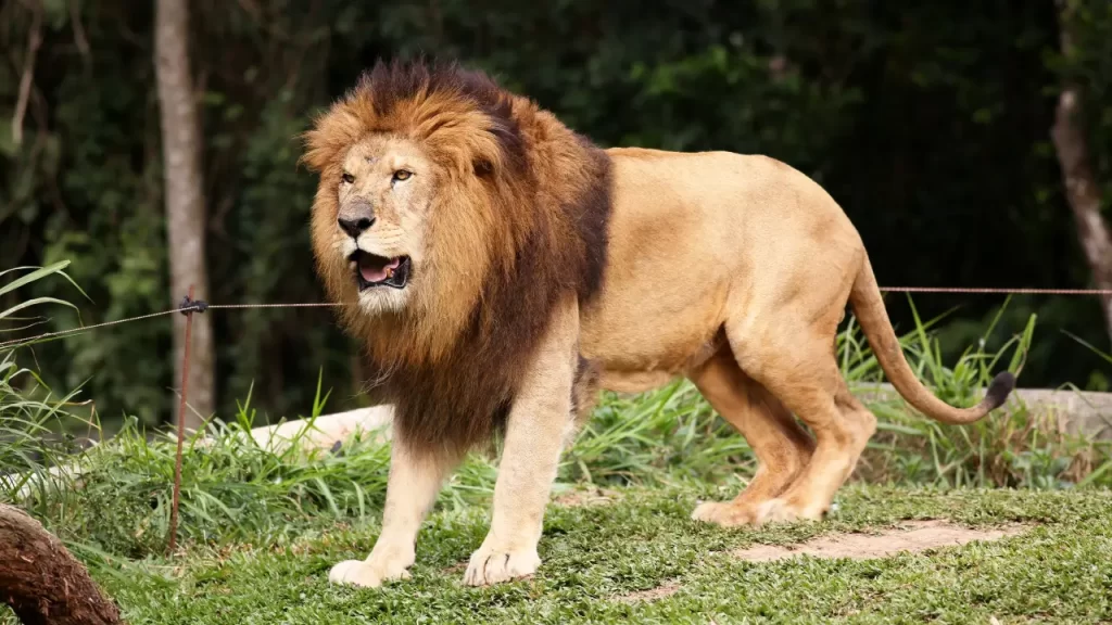 animais de circo