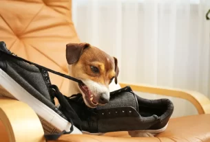psicologia canina