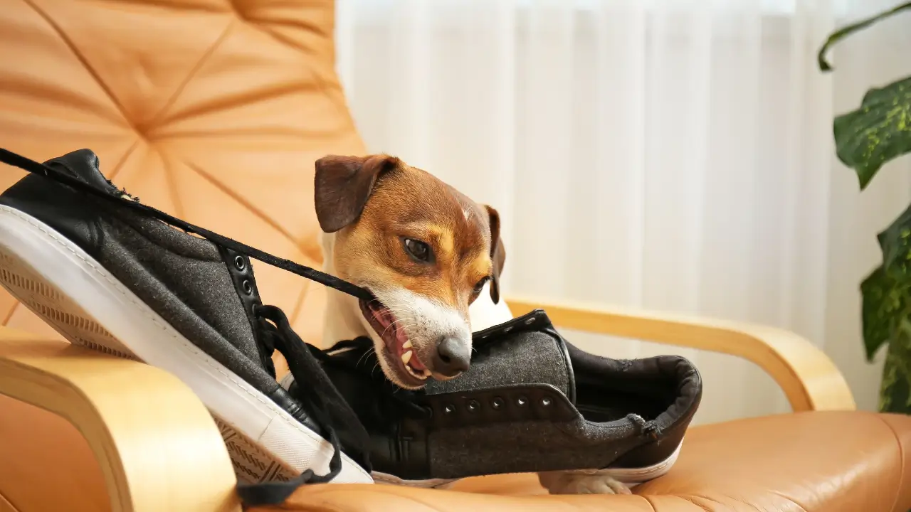 psicologia canina