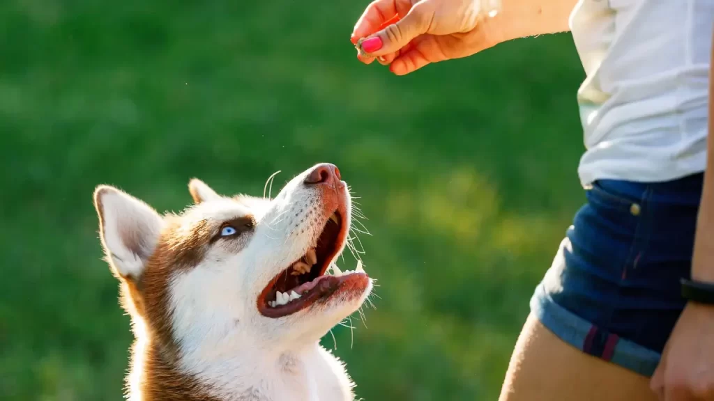 psicologia canina