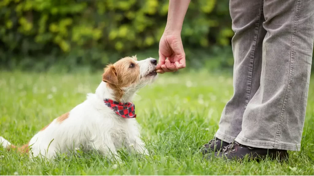 psicologia canina