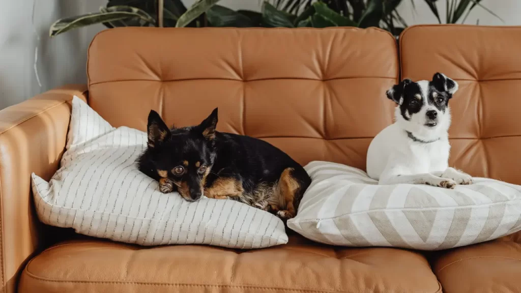 pets