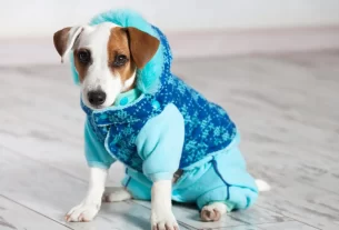 roupinhas para pet