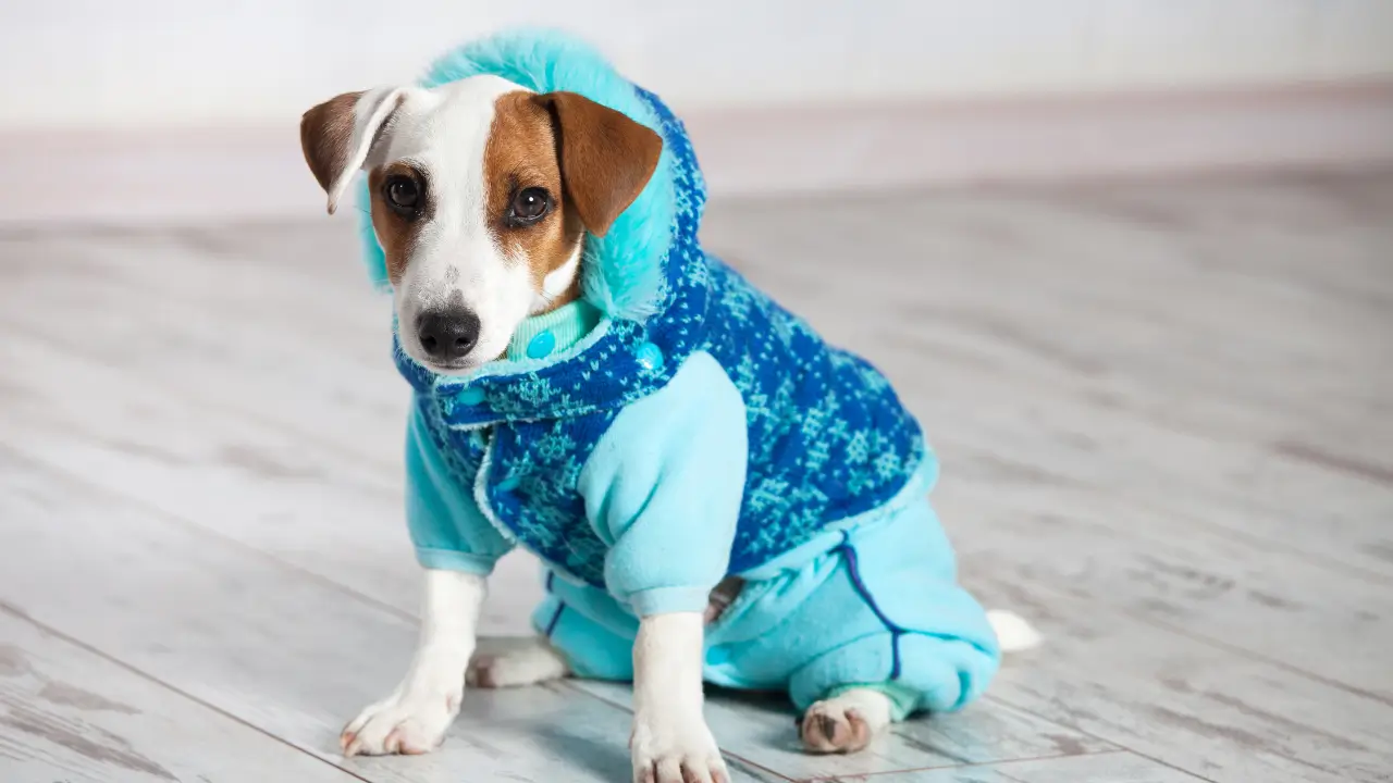 roupinhas para pet