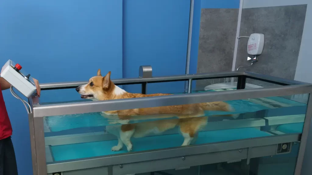 hidroterapia para pets