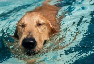 hidroterapia para pets