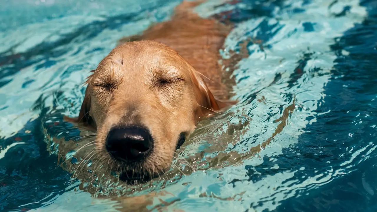 hidroterapia para pets