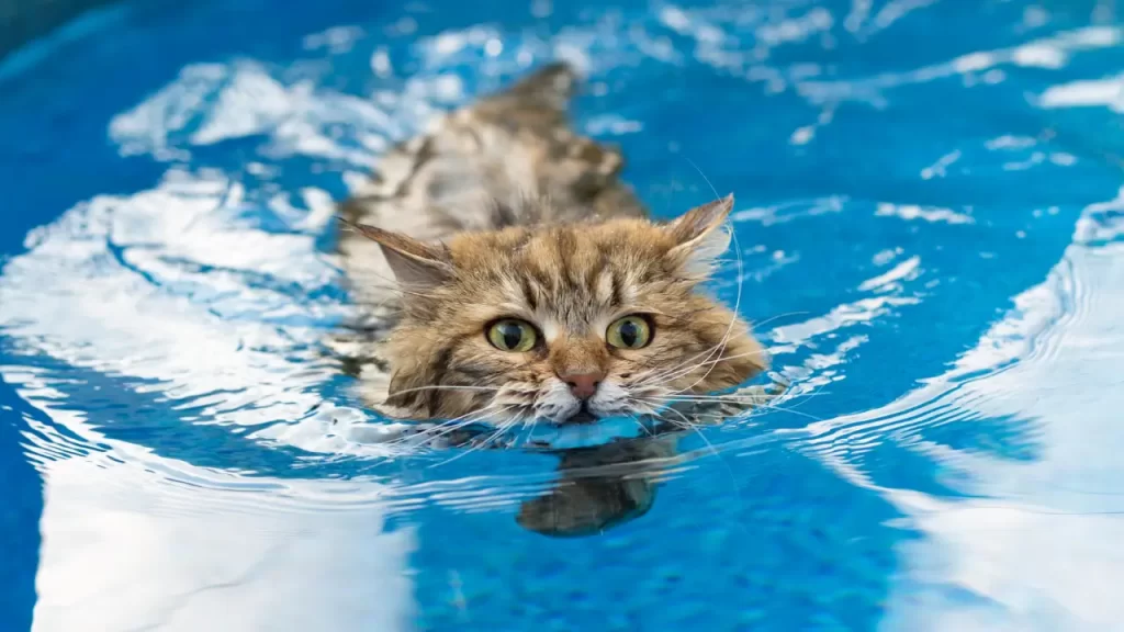 hidroterapia para pets
