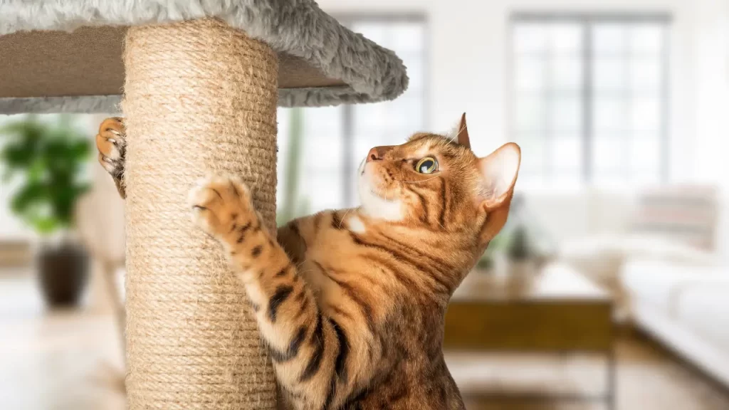 acessórios para gatos