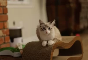 acessórios para gatos