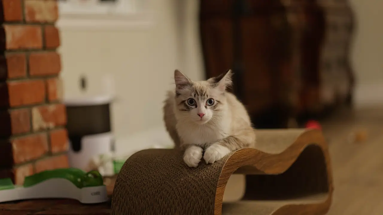 acessórios para gatos