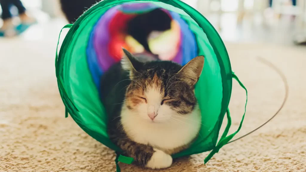 acessórios para gatos
