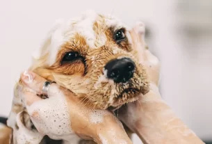 banho do seu pet