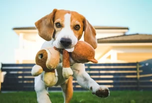 brinquedos pet