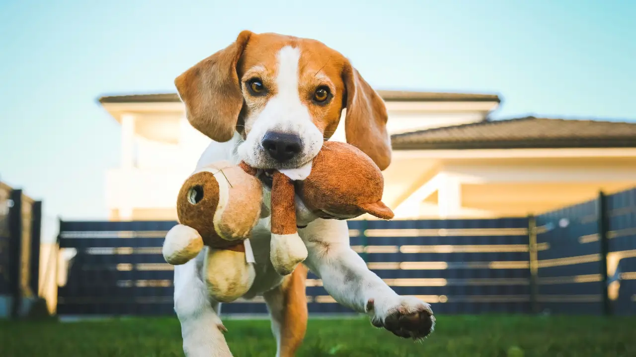brinquedos pet