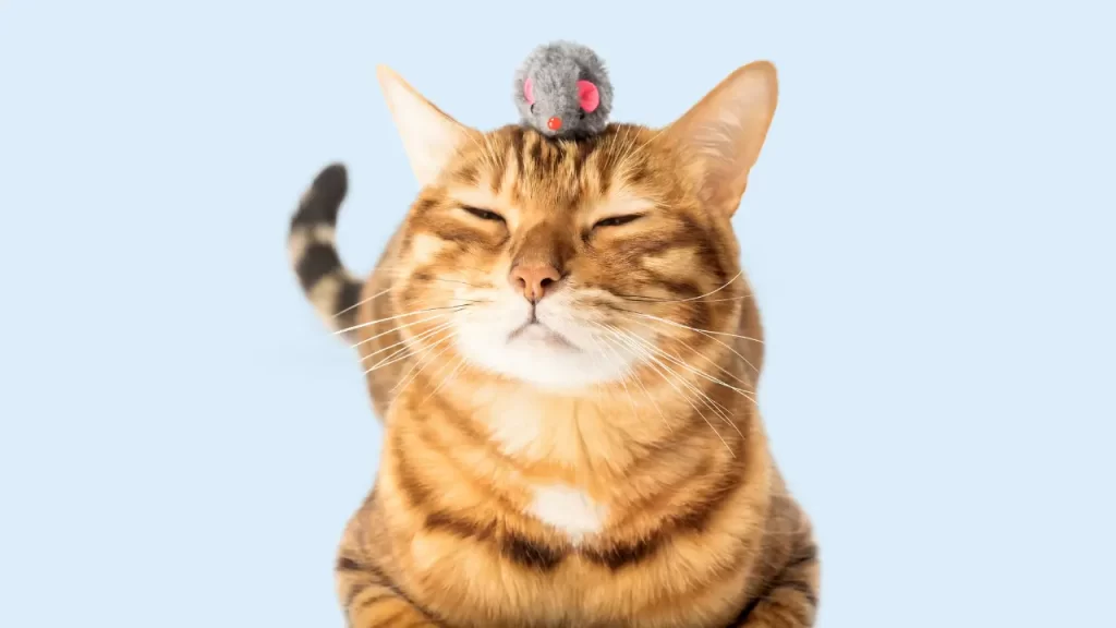 brinquedos pet