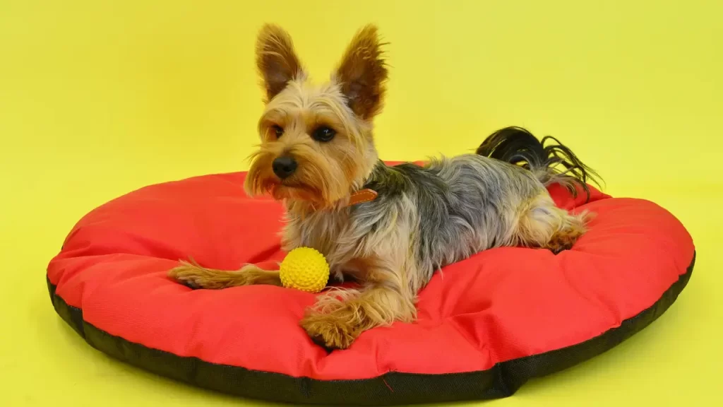 brinquedos pet