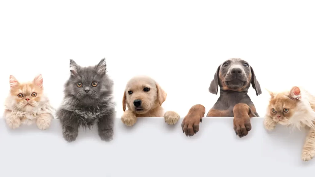 amizade entre animais