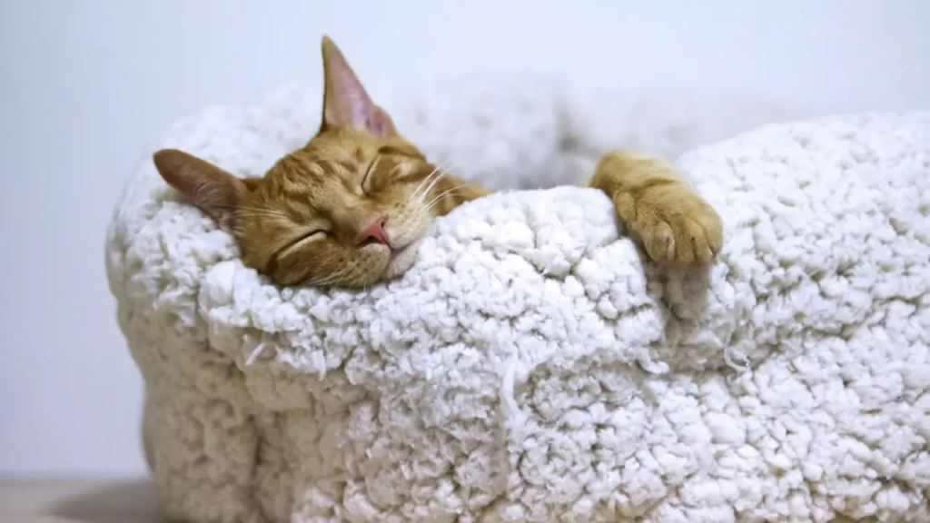 acessórios pet