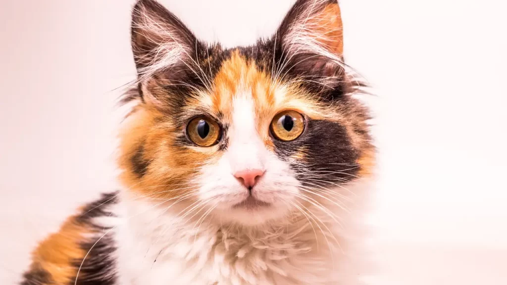 gatos