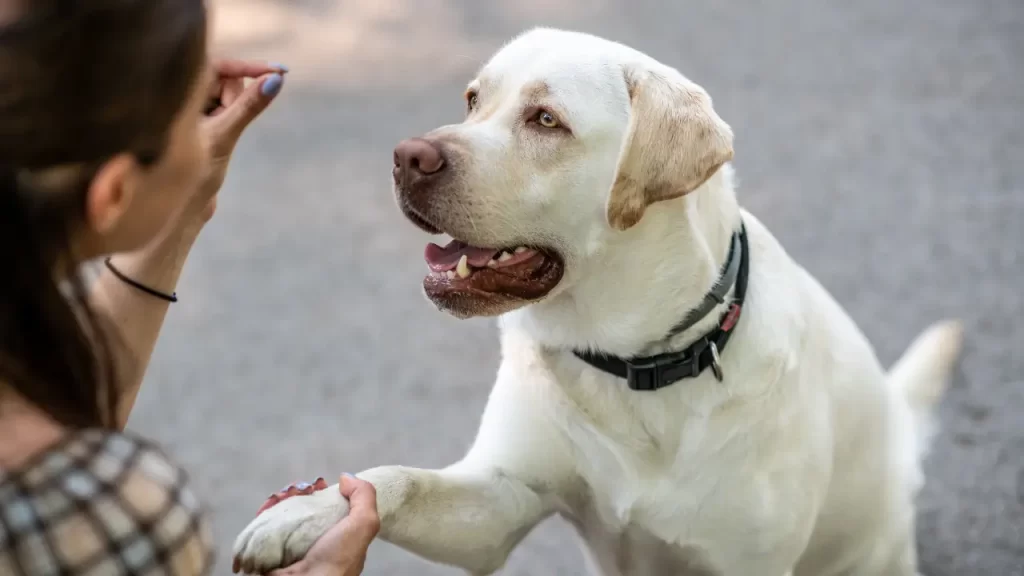 adestramento canino