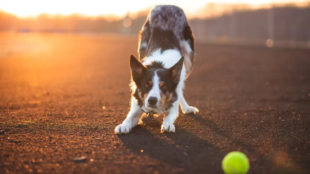 adestramento canino