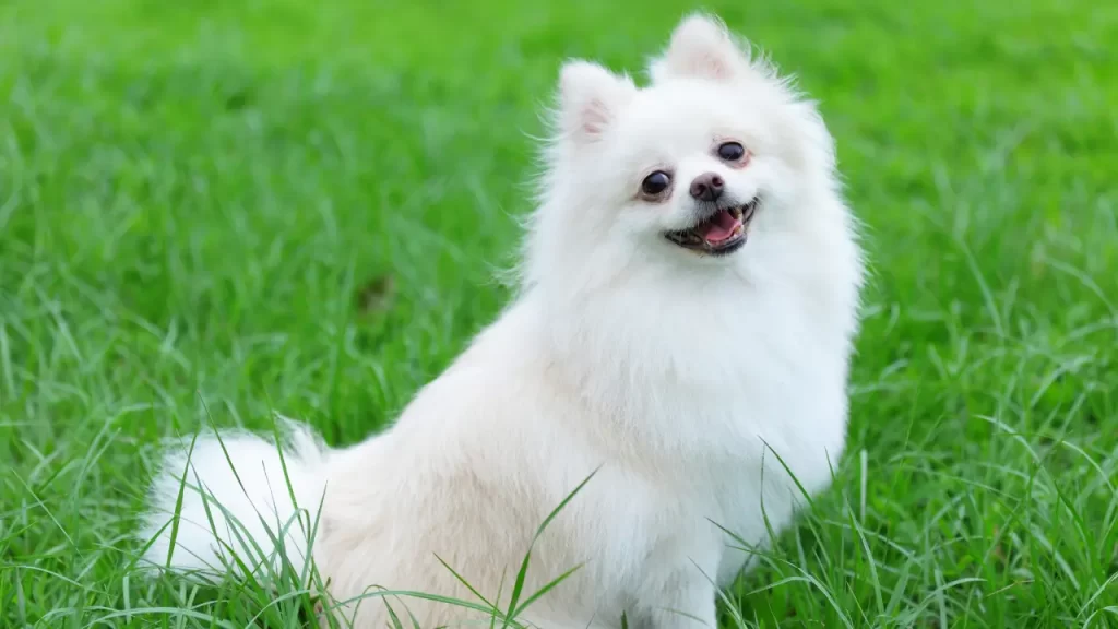 comportamento do lulu da pomerania