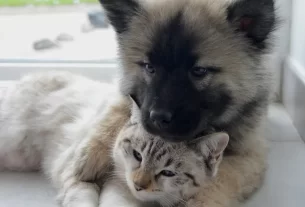 pets com câncer