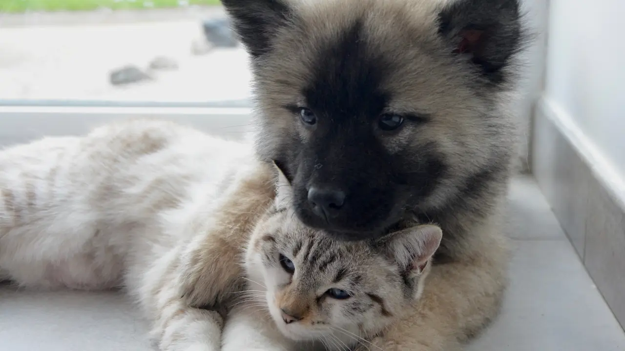 pets com câncer