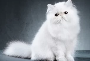 comportamento do seu gato persa