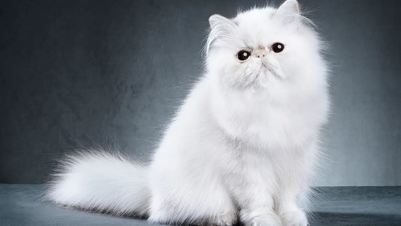 comportamento do seu gato persa