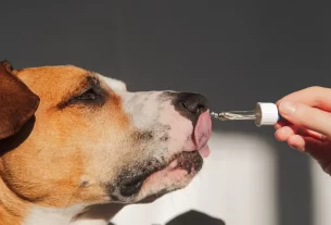 homeopatia para pets