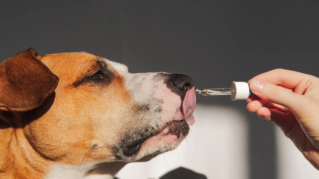 homeopatia para pets