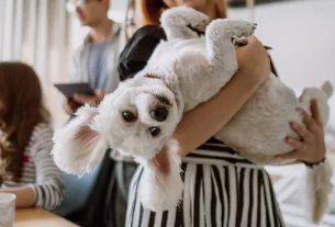 enfeites para pets