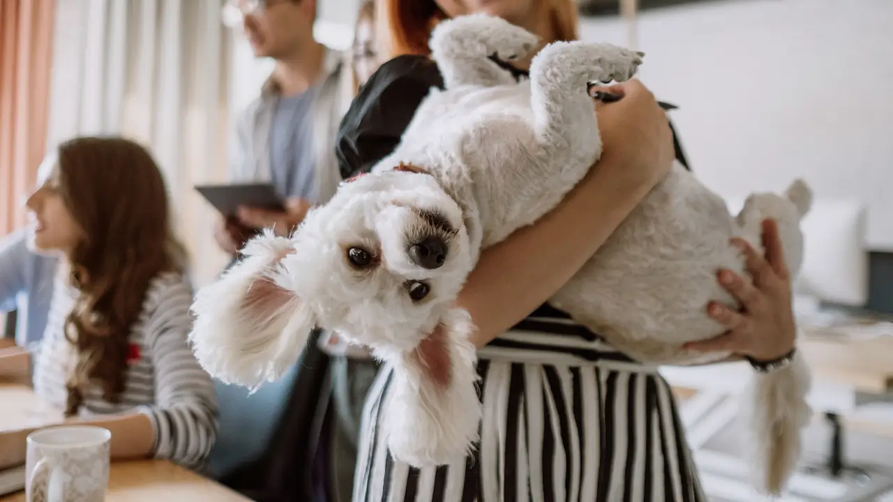 enfeites para pets