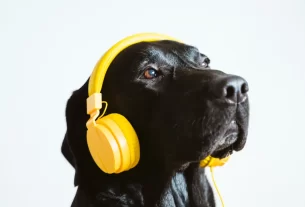 musicoterapia para pets idosos