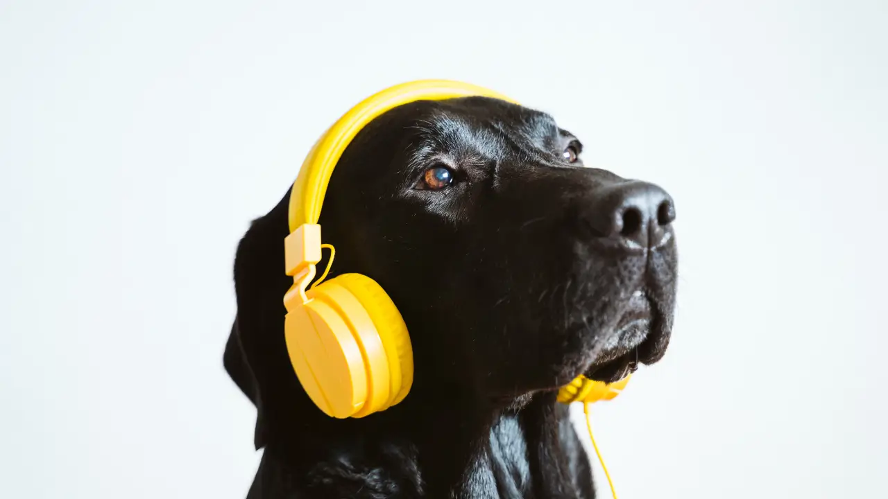 musicoterapia para pets idosos