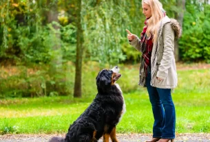 adestramento canino