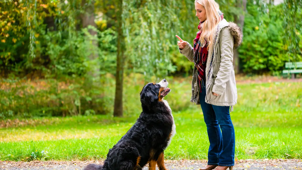 adestramento canino
