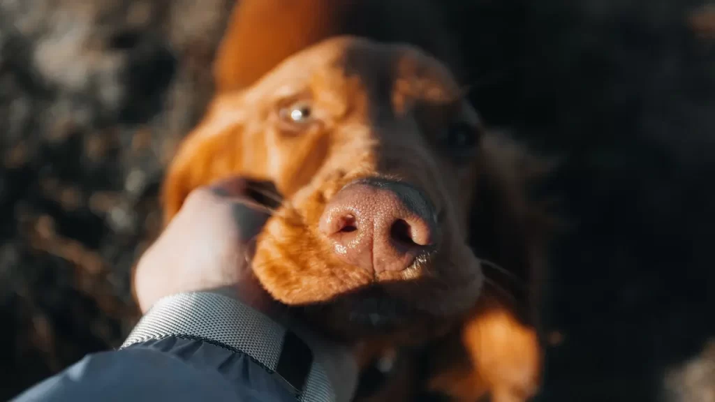 cuidado com seu pet