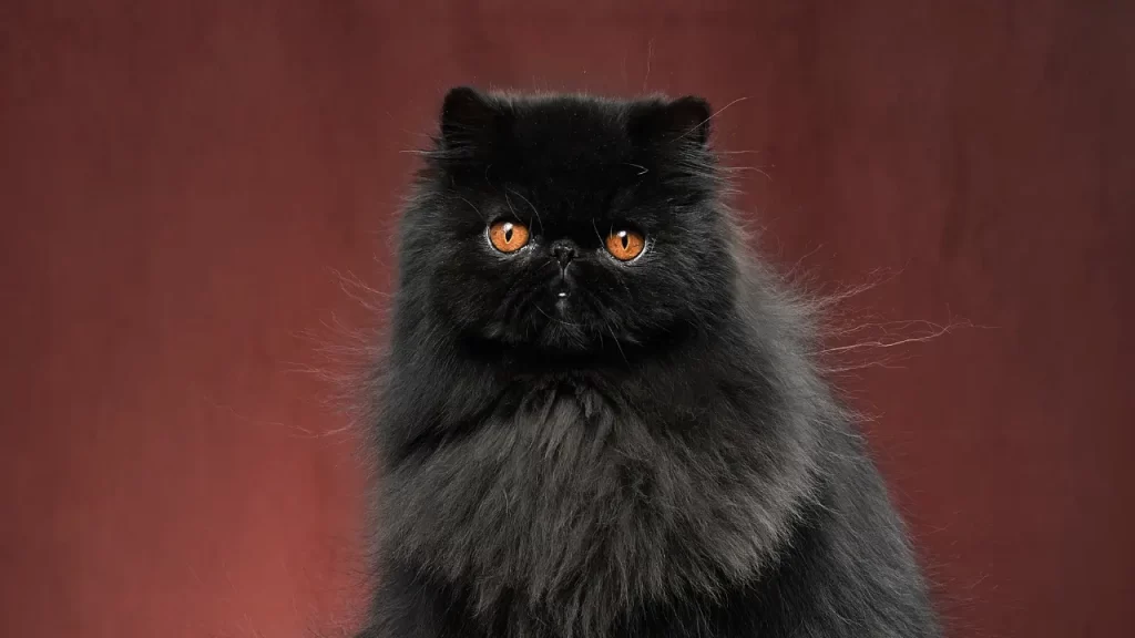 comportamento do seu gato persa