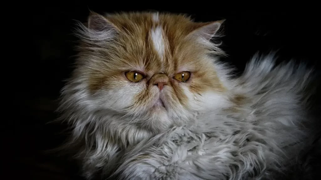 comportamento do seu gato persa