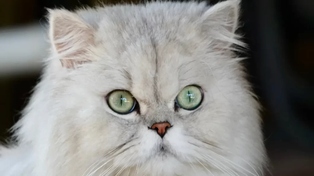 comportamento do seu gato persa